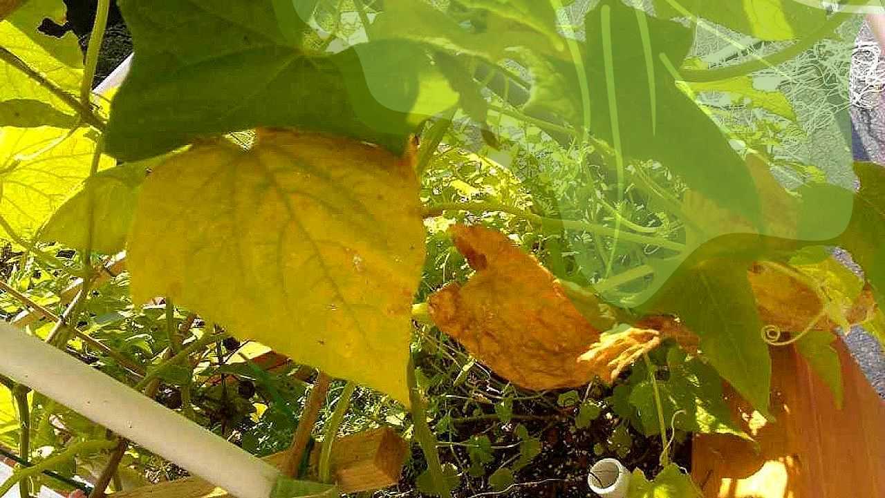Что делать, если желтеют листья у огурцов в теплице и как это предотвратить
