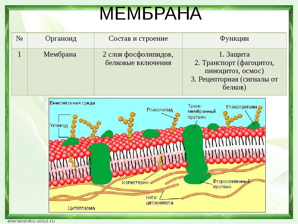 Диффузионные мембраны и причины их популярности