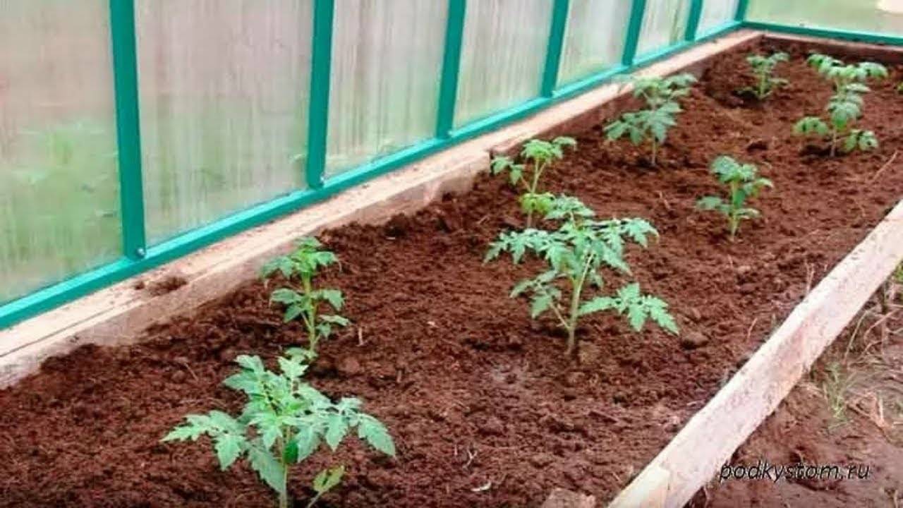Как лучше посадить помидоры фото