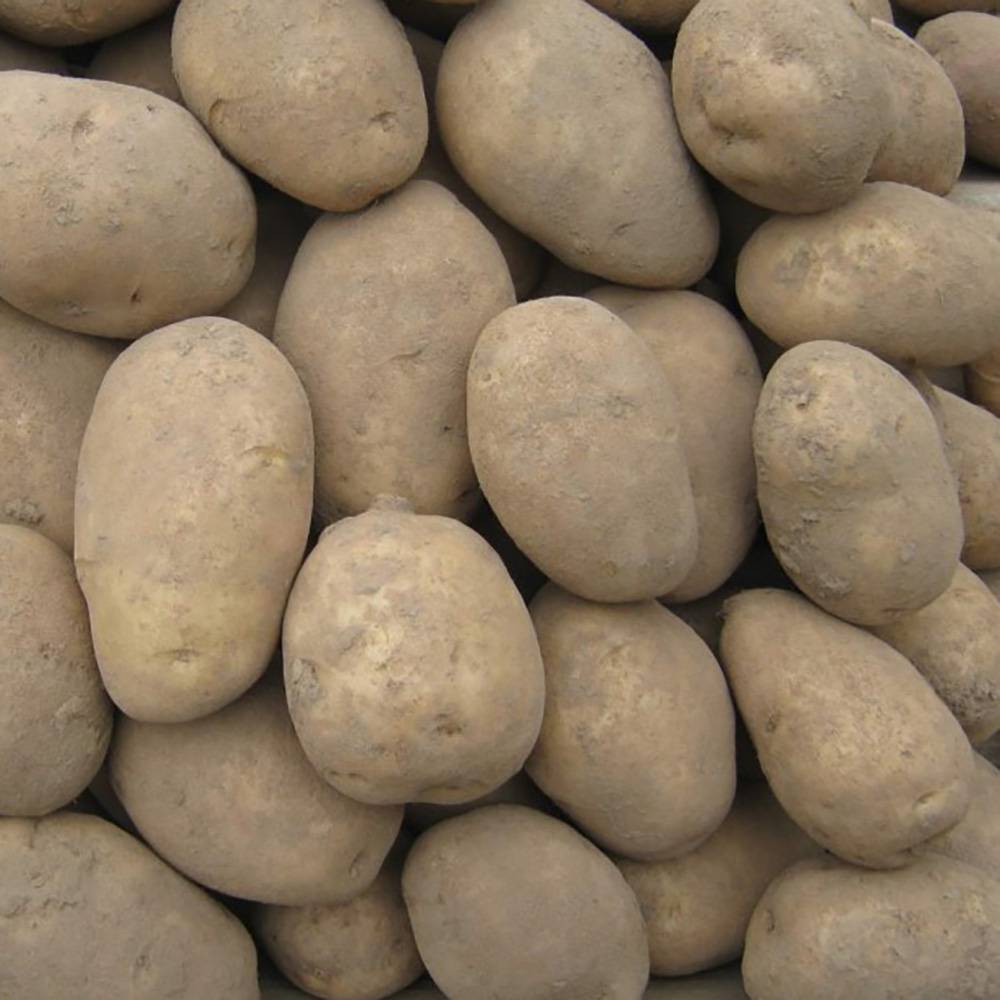 Какую картошку посадить? критерии выбора лучшего сорта картофеля