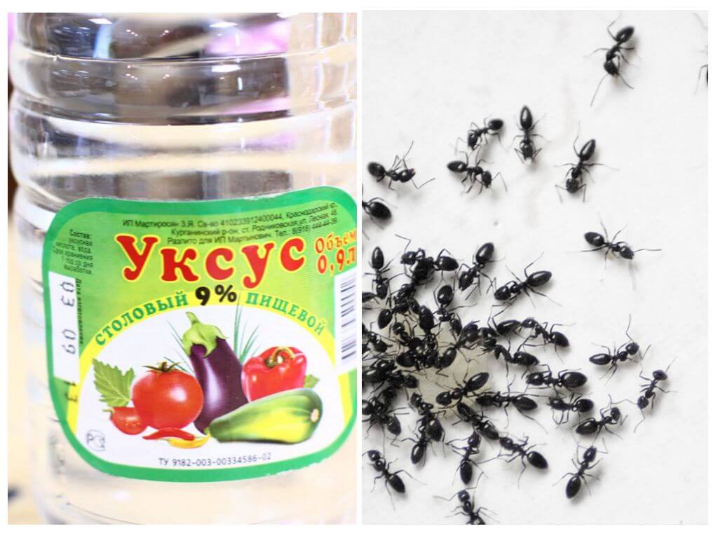 Как избавиться от муравьев в доме: способы, профилактика, препараты.
