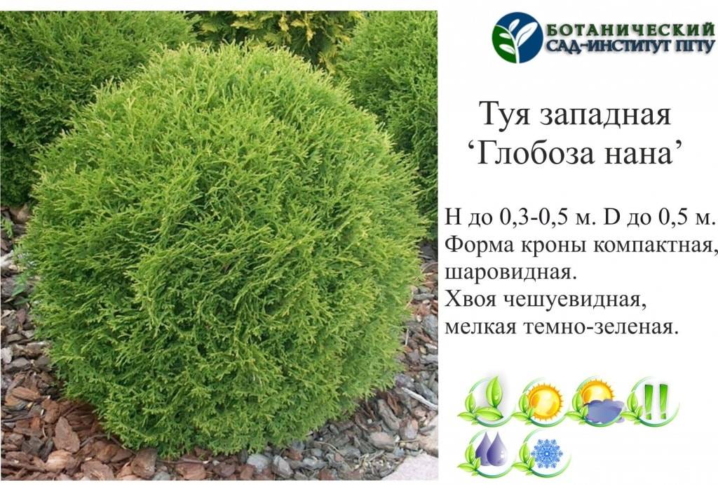 Виды и сорта туи: полный список с картинками