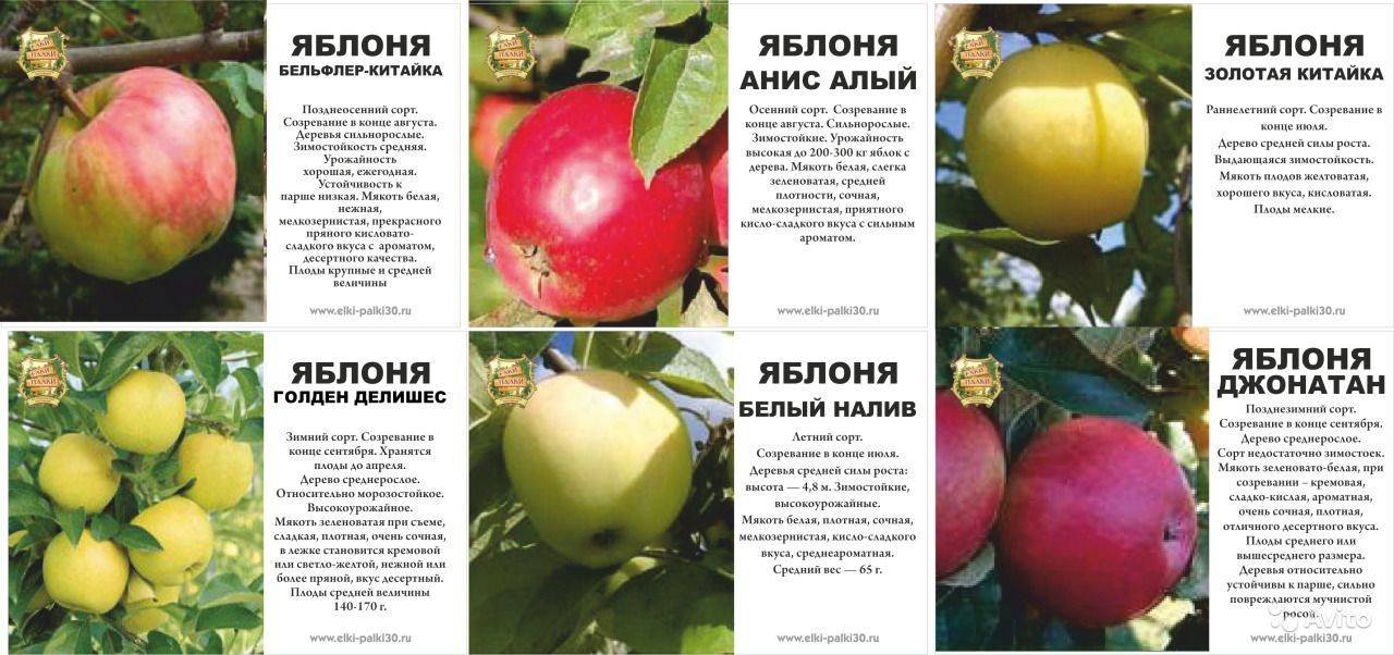 Лучшие сорта яблонь для различных регионов. описание, фото — ботаничка