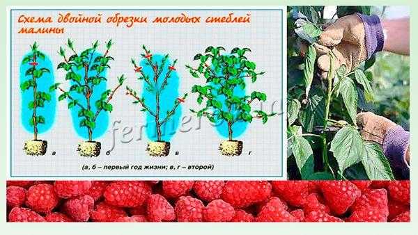 Как формировать малиновое дерево