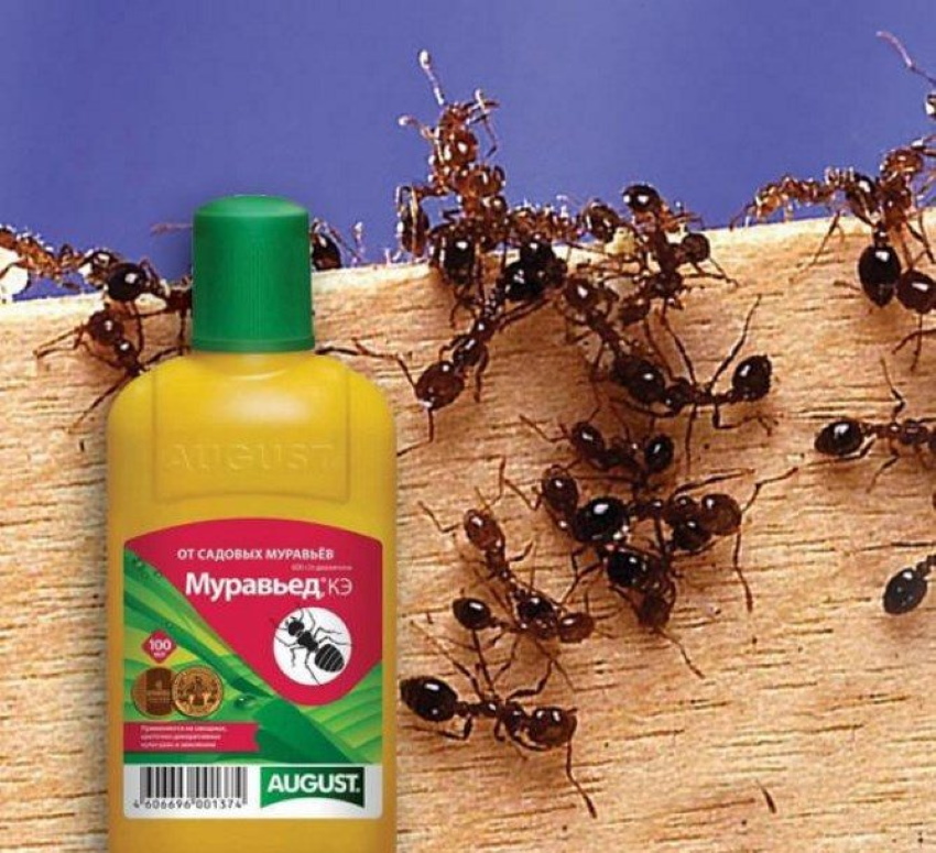 Потравить. Средство от муравьев. Средства для борьбы с насекомыми. Отрава для муравьев. Домашнее средство от муравьев.