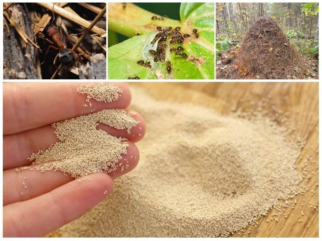 Как избавиться от муравьев в огороде навсегда народными средствами