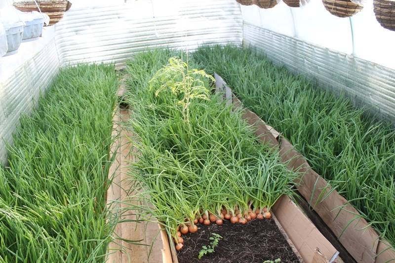 Выращивание зелени в теплице зимой. лук, укроп, петрушка. фото — ботаничка