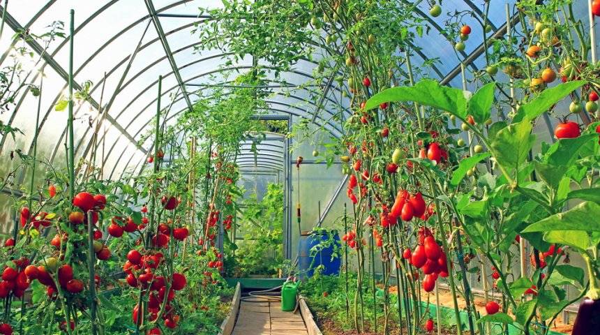 Совместимость растений разных овощей в теплице