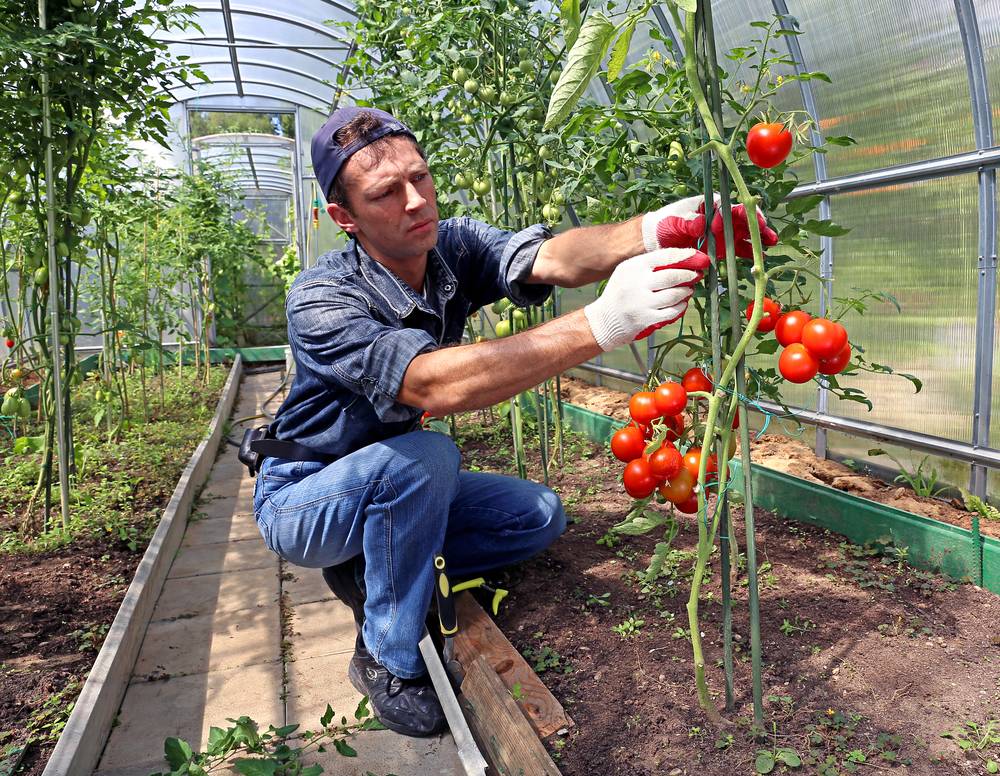 Как выращивать помидоры в парнике: все агро-секреты