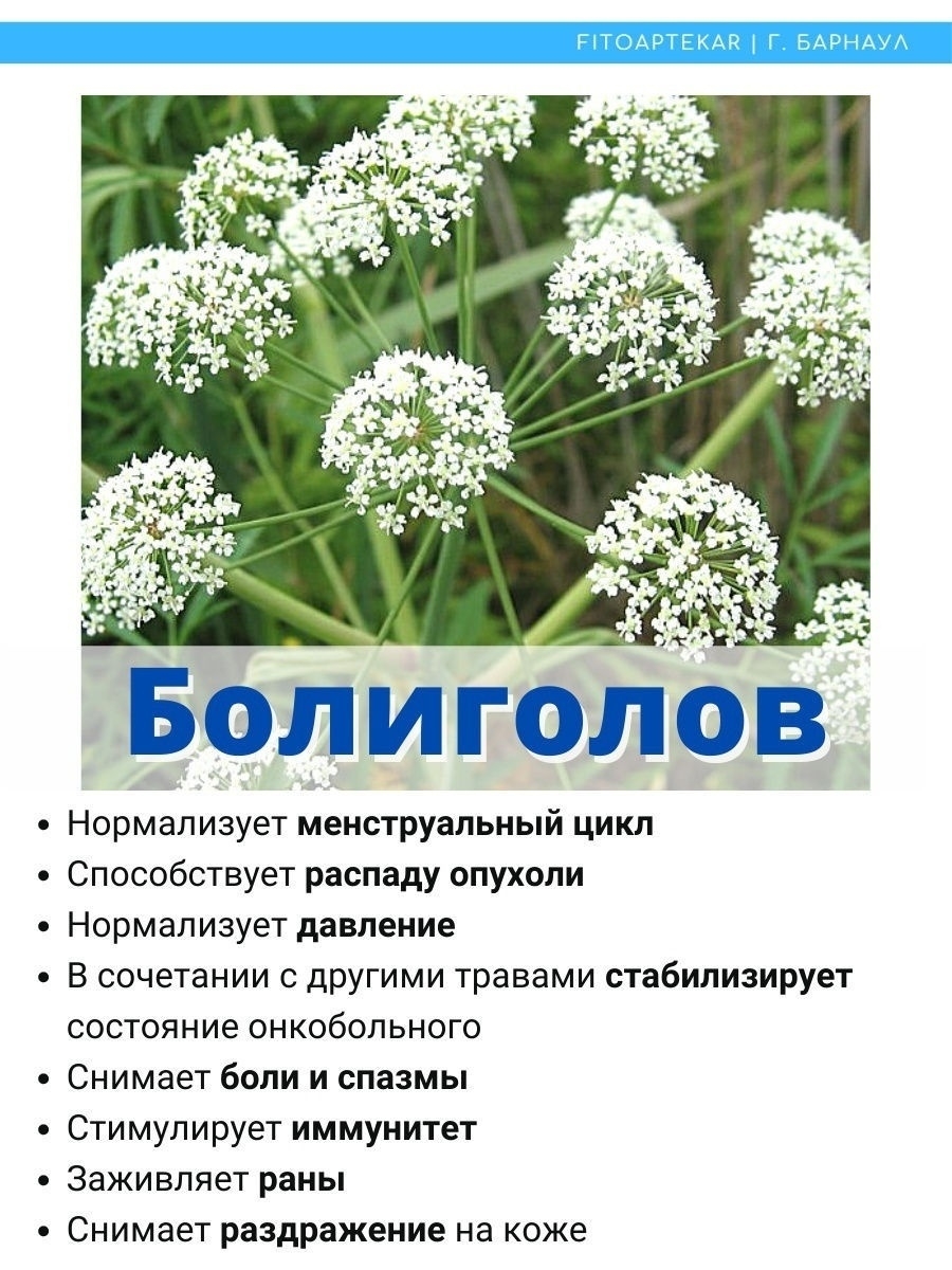 Отравление болиголовом. Болиголов цветок. Болиголов пятнистый. Семена болиголова. Болиголов при онкологии.