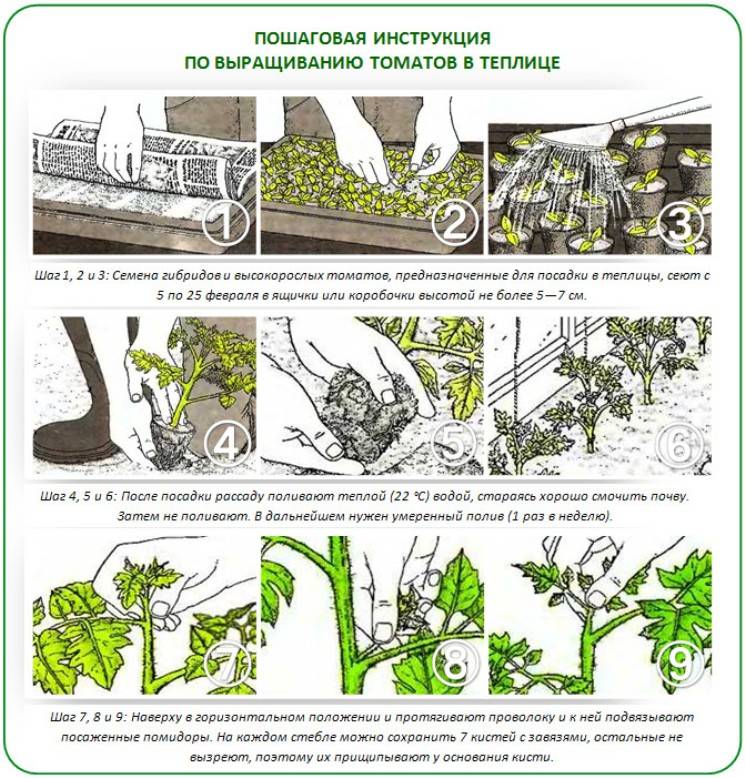Схема высадки в теплице