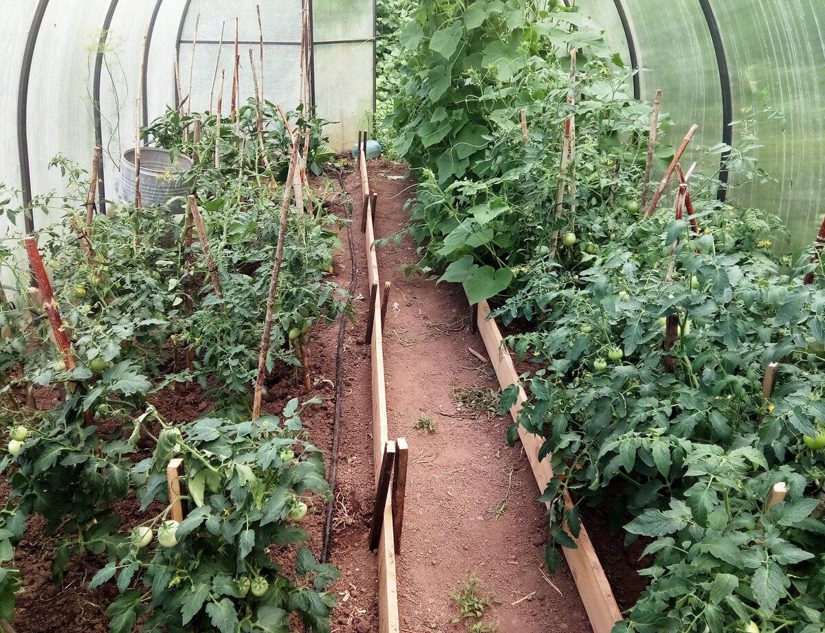 Можно ли в теплице сажать и огурцы и помидоры: особенности, совместимость, совместное выращивание