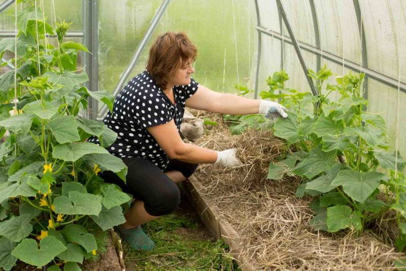 Как выращивать огурцы: подробная инструкция от выбора семян до сбора урожая