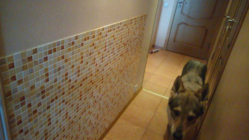 Как отучить кота драть обои: практические советы