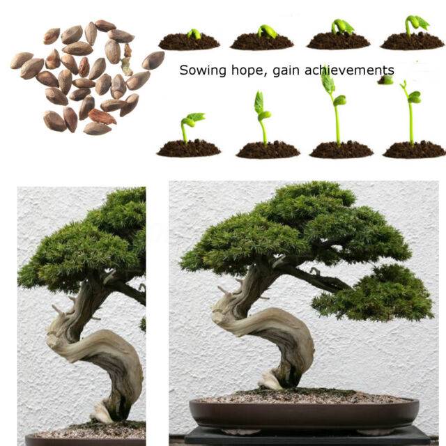 ᐉ как вырастить бонсай из обычного дерева - godacha.ru