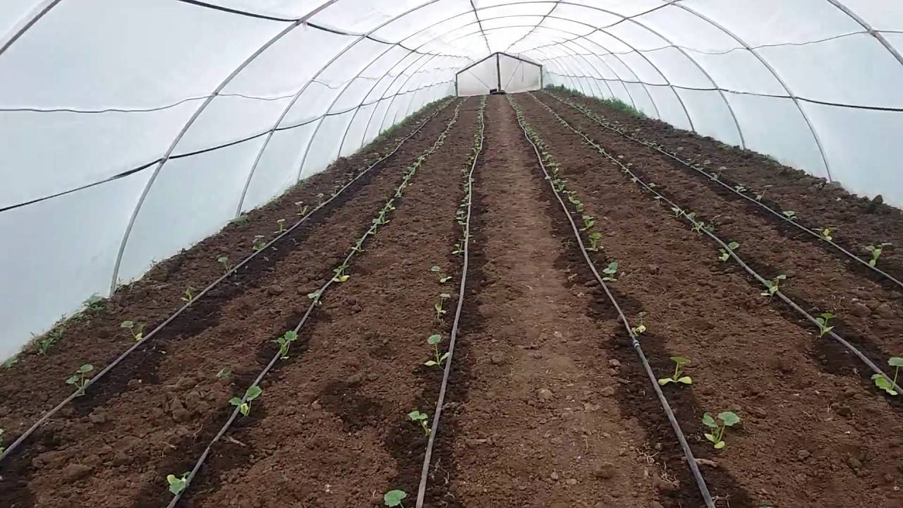 Как выращивать кабачки в теплице: секреты агротехники