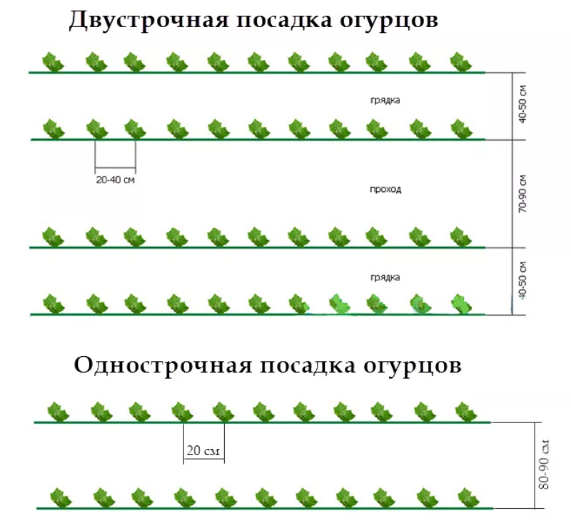 Посадка огурцов в теплице: схема, сроки, расстояние