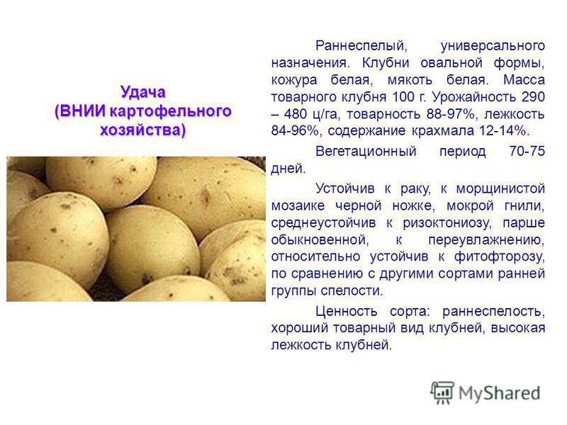 Картофель коломбо описание и отзывы характеристика сорта
