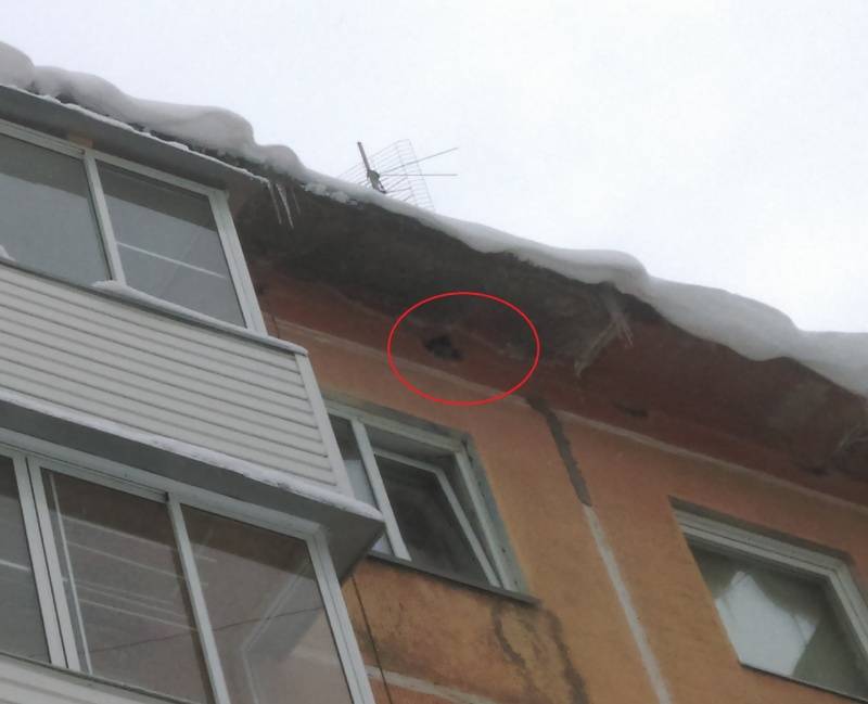 Как избавиться от голубей на балконе и подоконнике
