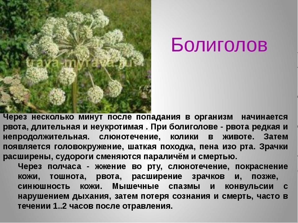Болиголов пятнистый – описание, польза и вред, рецепты, отзывы