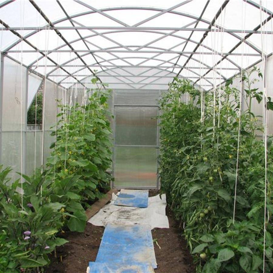 Можно ли сажать огурцы и помидоры в одной теплице, как выращивать