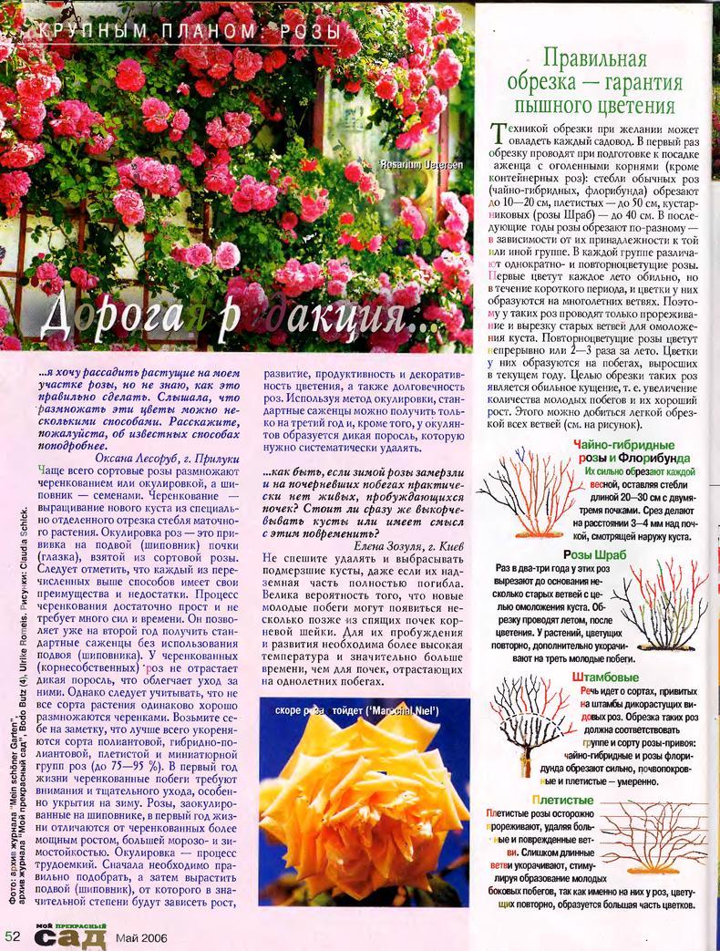 Флорибунда розы описание и особенности. Болезни чайно гибридных роз. Чайно-гибридные розы плетистые.