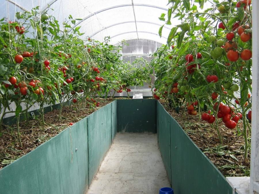 Теплица для помидоров своими руками – требования к конструкции и материалы для строительства