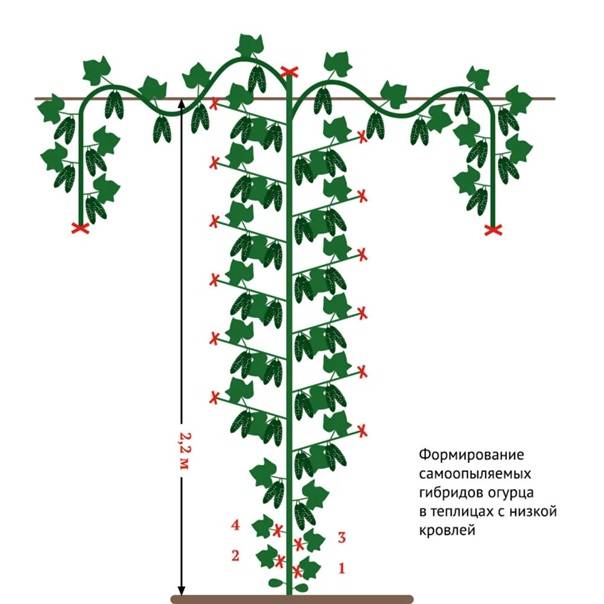 Формирование куста огурцов: как правильно формировать кусты в теплице и как ухаживать за ними