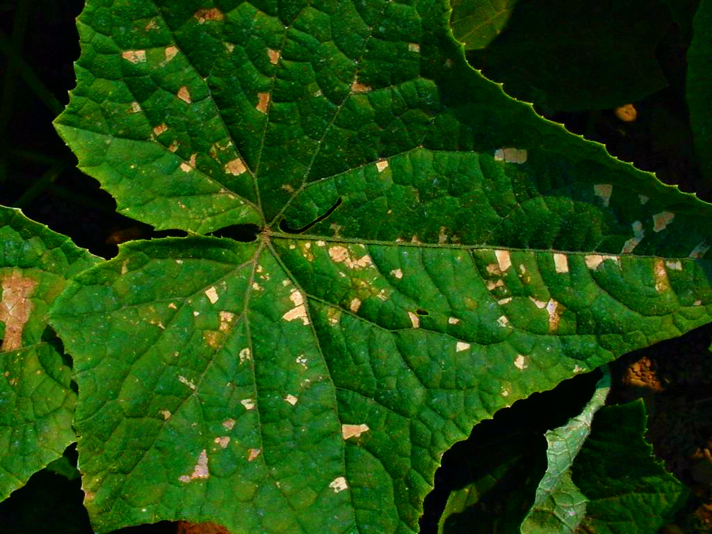 Пятна на листьях огурцов фото и чем лечить