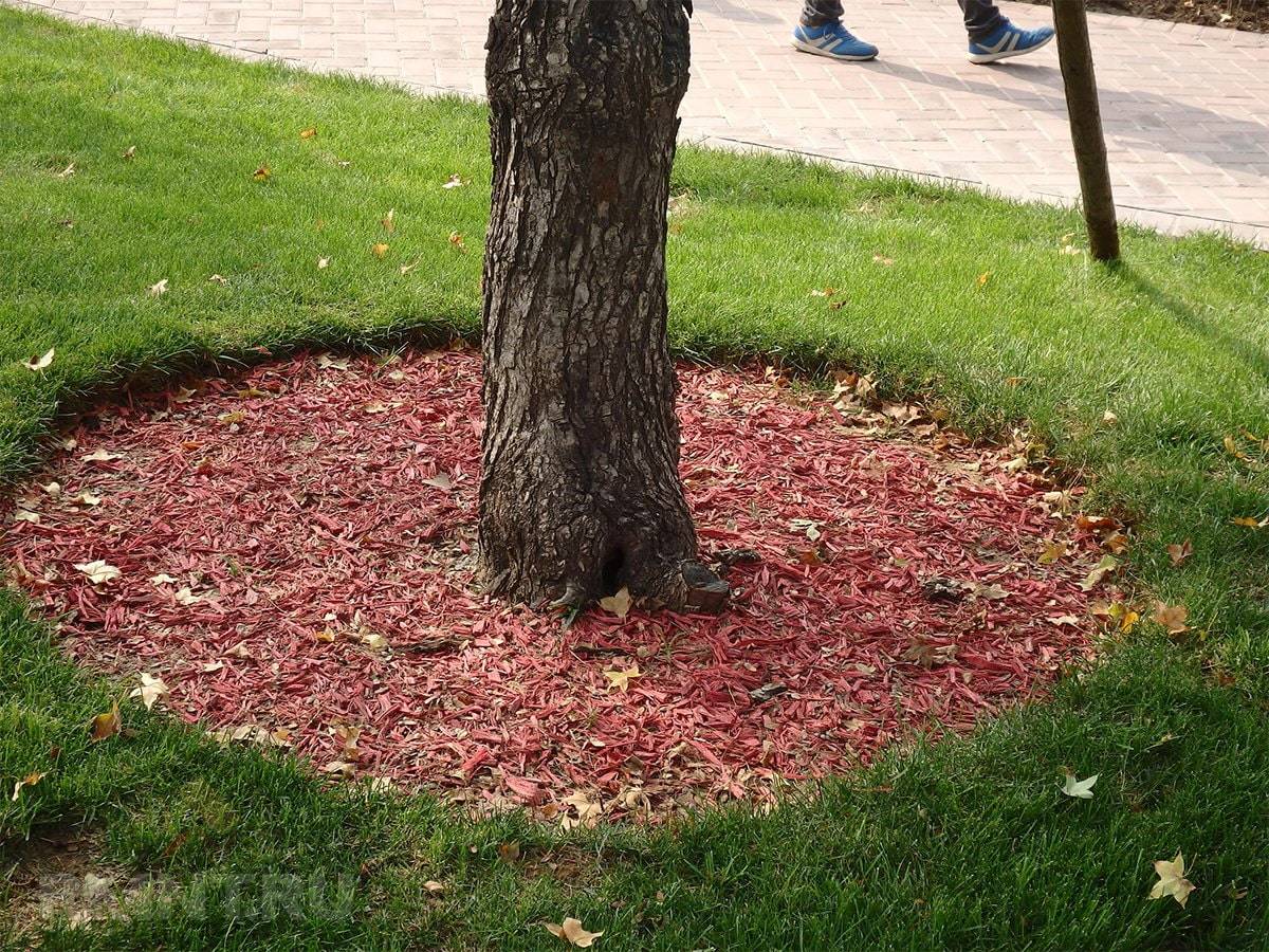 Как оформить приствольный круг дерева? – 10 практичных и красивых примеров