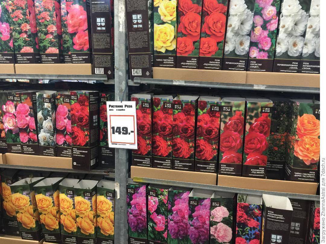 Как сохранить покупные саженцы роз? высадка розы в грунт