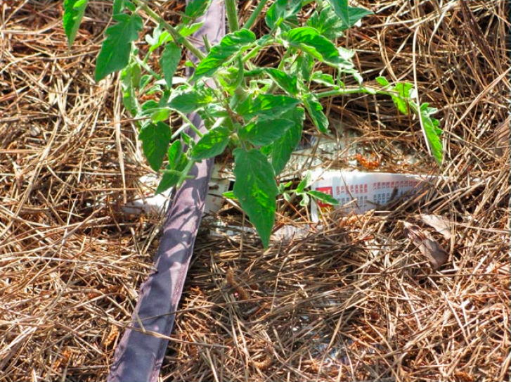 Как правильно проводить мульчирование томатов в теплице скошенной травой и другими материалами