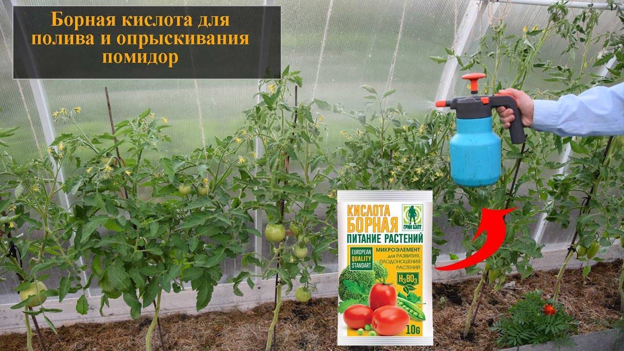 Чем опрыскать помидоры для завязи в теплице в 2022 году: народные средства, как обрабатывать, благоприятные дни, сроки