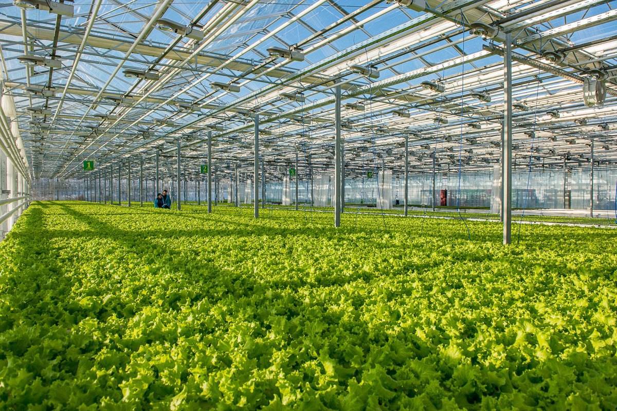 Выращивание зелени как бизнес: пошаговое руководство, советы экспертов - fin-az.ru