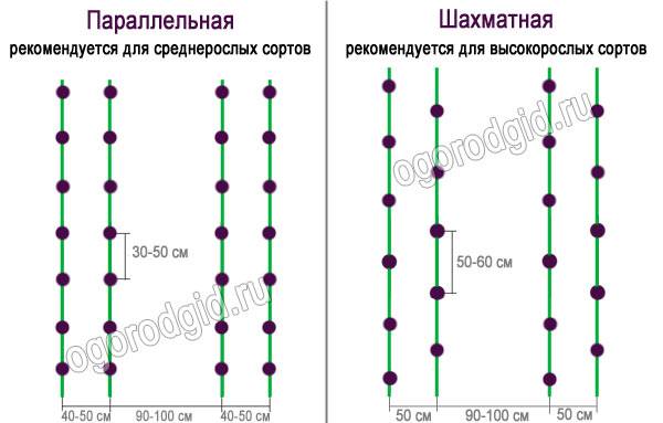 Схема посадки перца клаудио