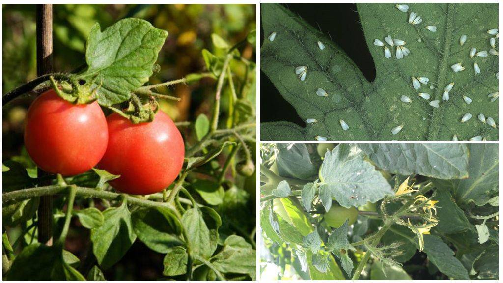 Как избавиться и бороться с белокрылкой на томатах в теплице