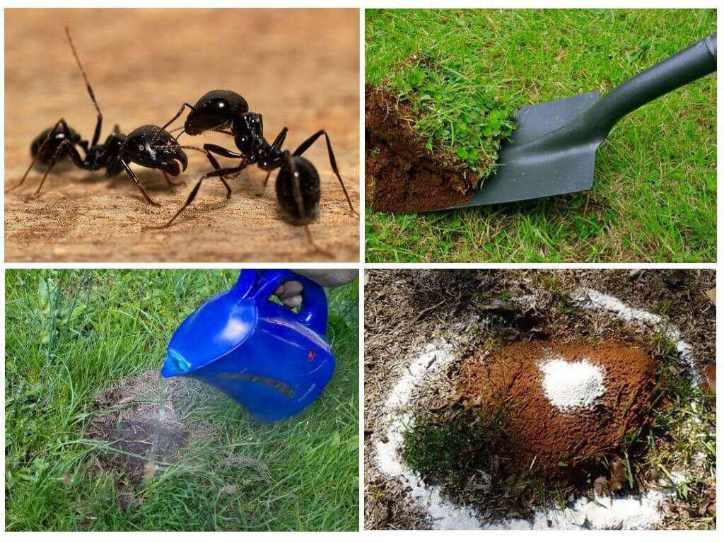 Как проходит борьба с муравьями на садовом участке: 4 совета