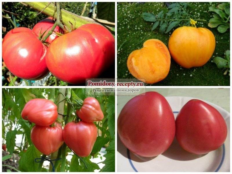 Рейтинг лучших сортов помидор для теплиц на 2022 год