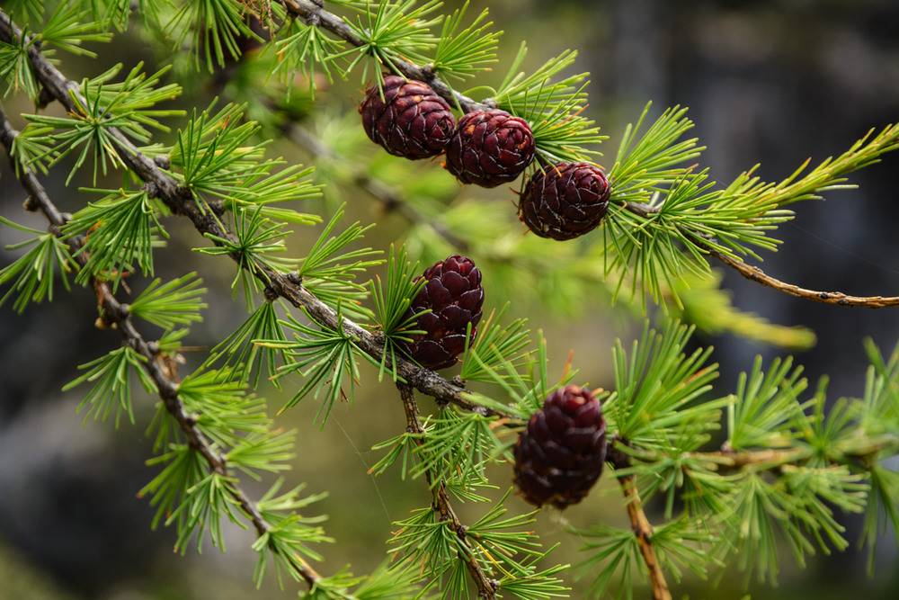 Виды лиственницы. Лиственница Сибирская Larix sibirica. Лиственница Маргилинда. Лиственница Кемпфера. Лиственница Сибирская Lárix sibírica.