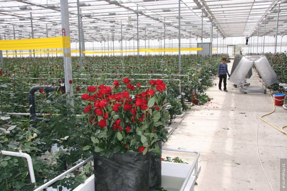 Выращивание роз как бизнес в теплице и открытом грунте бизнес-план успешного выращивания роз на продажу