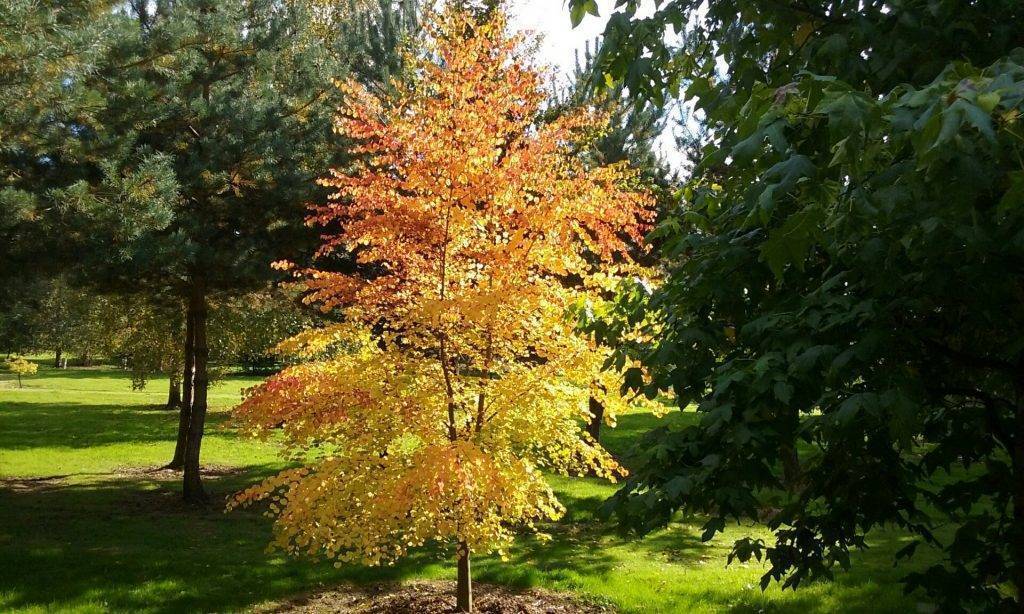 Багряник описание. Багряник японский. Багряник японский японский Cercidiphyllum japonicum. Багряник японский в Подмосковье. Багрянник японский (Cercidiphyllum japonicum) p9.