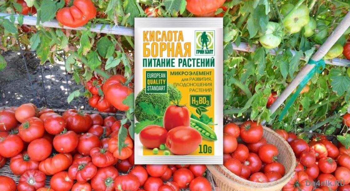 Фитофтора на помидорах [чем обработать, профилактика, устойчивые сорта томатов]
