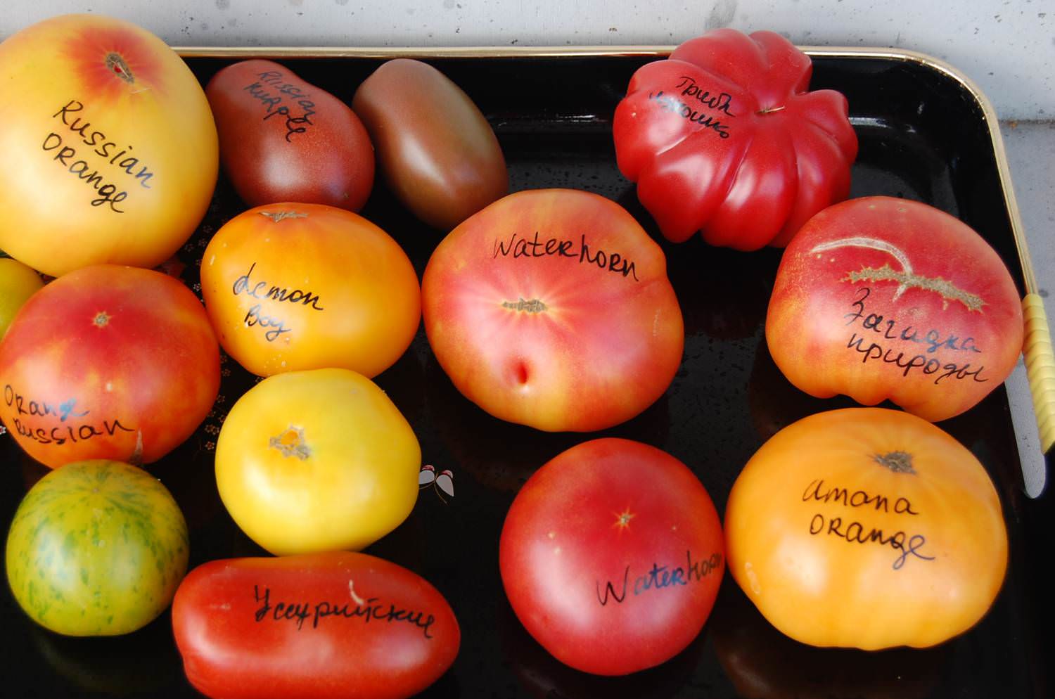 Самые сладкие томаты для теплиц: 20 популярных сортов