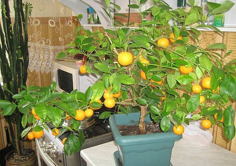 Мандариновое дерево: посадка и уход в домашних условиях