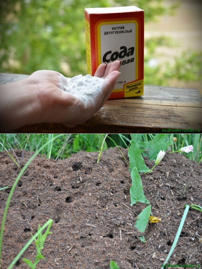 Лучшие способы борьбы с садовыми муравьями