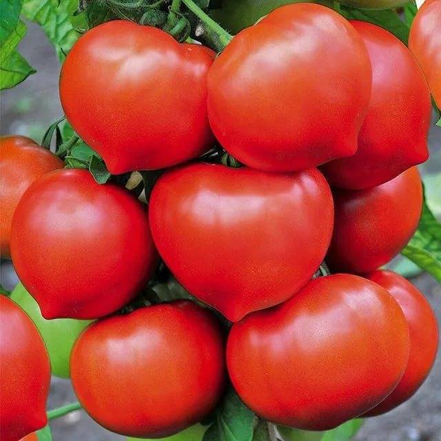 Ранние сорта томатов для теплицы: перечень, выращивание, уход