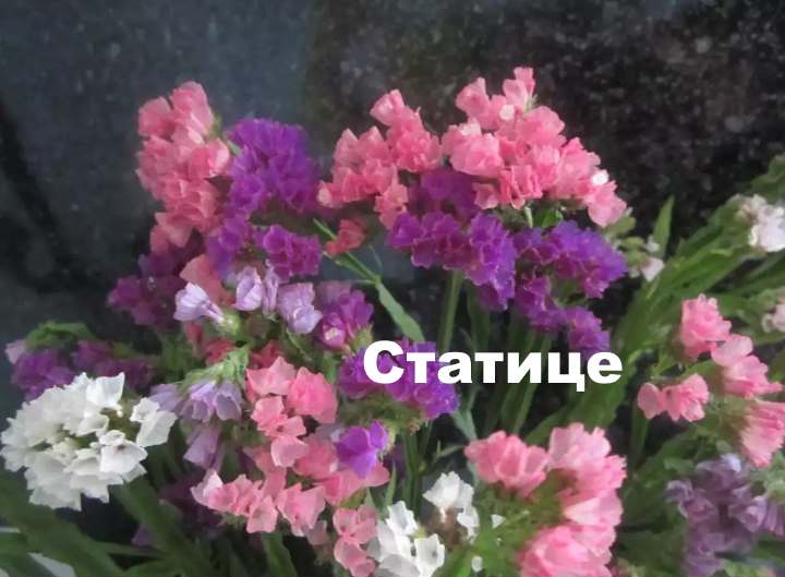 Цветок статица: фото, описание, размножение и уход - sadovnikam.ru