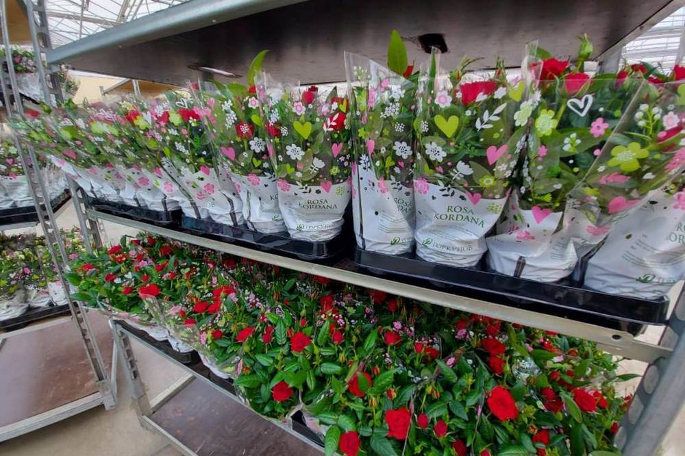Выращивание цветов в теплице как бизнес — подробный план