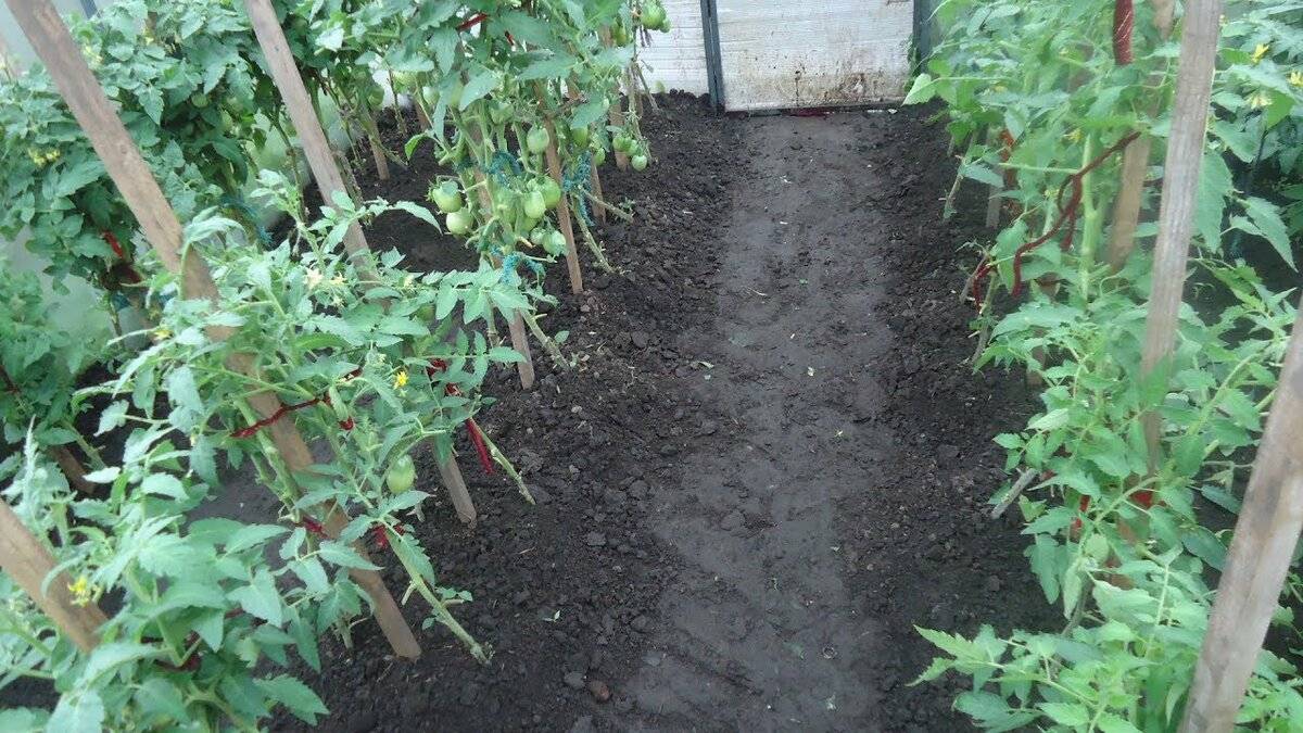 Уход за помидорами в теплице от посадки до урожая