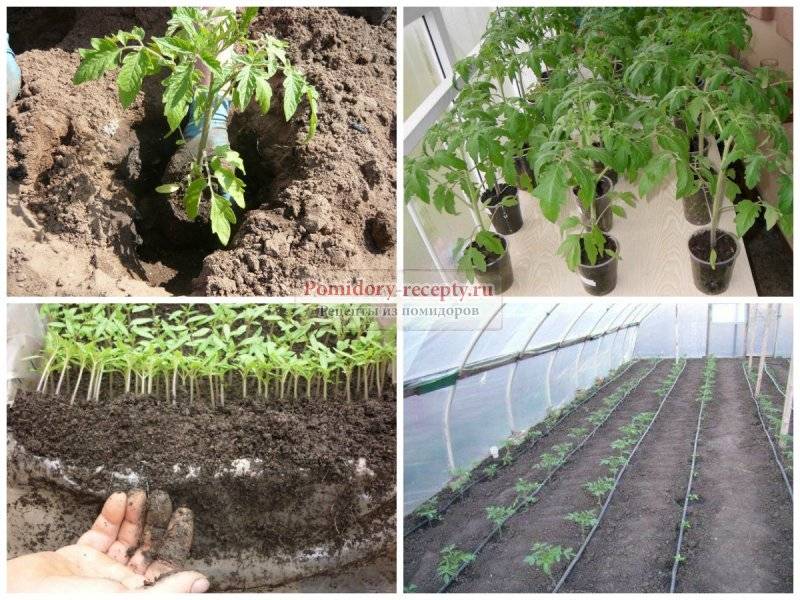 Когда садить помидоры на рассаду 2024 нужно